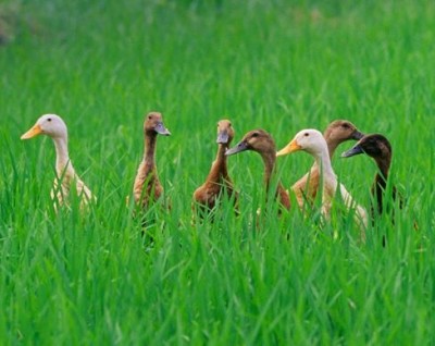 Riz et Canard