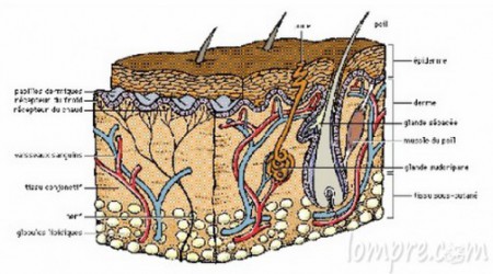 derme-histologue