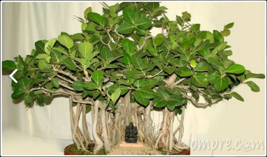 ficus-aurea3