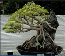 ficus-bonzai