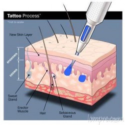 histologie-dermique